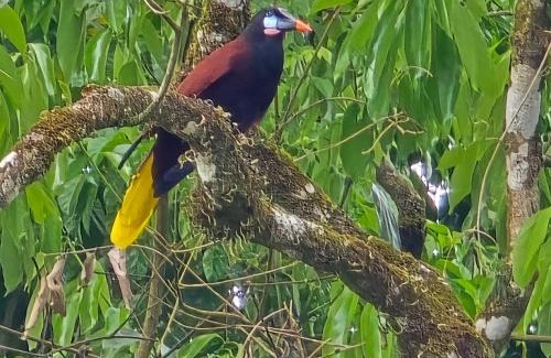 Arenal Cabin | Happy Paradise Lodge