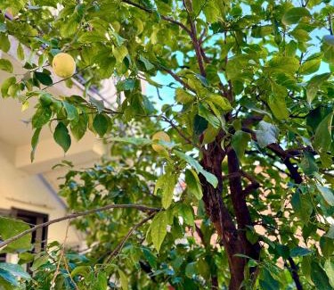 Skaljari Apartment | Harmony Garden Apartments
