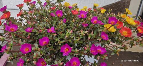 Eppenbrunn Apartment | Haus Pusteblume