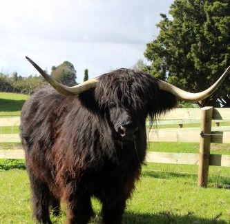 Maungatapere Ski Chalet | Highlander Farmstay - Cabins