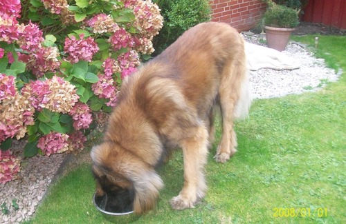 Greetsiel House | Holiday house Greetsiel for 1 - 4 persons with 2 bedrooms - Holiday house