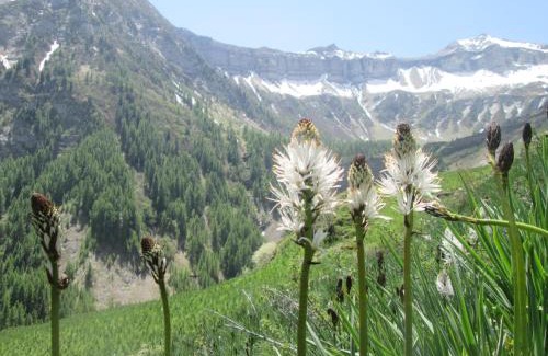 Saint-Bonnet-en-Champsaur Apartment | Honey Moon
