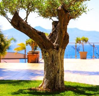 Kodrra Hotel | Hotel Apollon Sarande