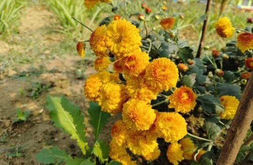 Bishnupur Hotel | HOTEL OLIVIA AND RESORT