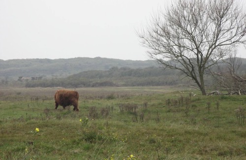 Wijk aan Zee House | House, in a quiet area, 300 m from the beach and 50 m from the center