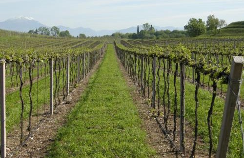 Colà Di Lazise Bed & Breakfast | I Vigneti Bed & Breakfast