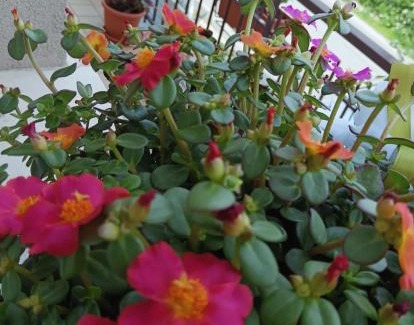 Sant'Angelo in Lizzola Bed & Breakfast | Il Giramondo