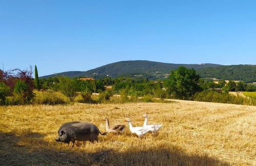 Camerano Bed & Breakfast | Il Girasole Country House