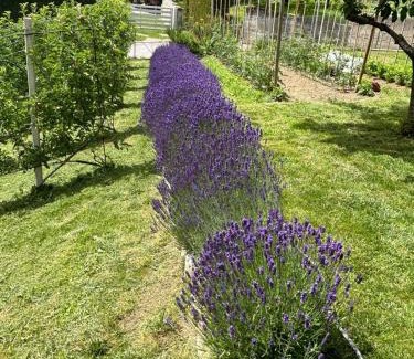 Cles Apartment | Il NIDO DEL PELLER