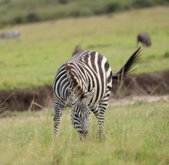 Maasai Mara Bed & Breakfast | ilkerin camp maasai mara