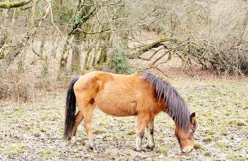New Forest District House | In the heart of the new forest