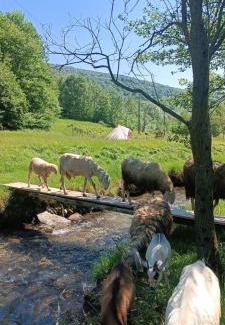 Brovello-Carpugnino Other | Into the Wild