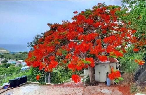 Estate Contant House | Island View Guest House- Poolside Room # 2