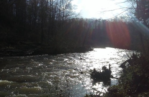 Faber Cabin | It's Like Your Own Private Nature Reserve-Peaceful-New Beautiful Cabin!