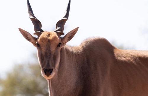 Intu Afrika Kalahari Private Reserve House | Jansen Kalahari Guest Farm