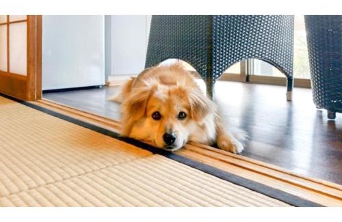Tateyama Hotel | Japari Tateyama - Vacation STAY 84008v