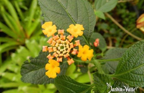 Chimborazo Province Hotel | Jardín del Valle Hospedaje