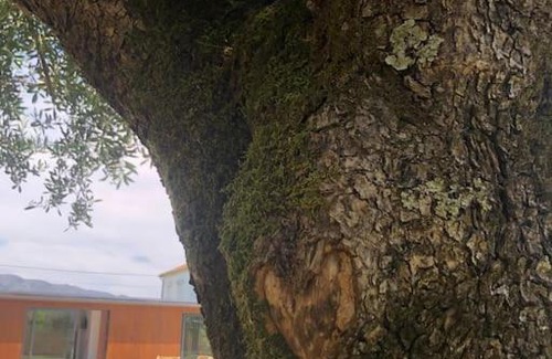 Correlha Villa | Jardim do Olival - Casa com piscina
