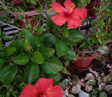 Bhopal House | Jheelam Homestay
