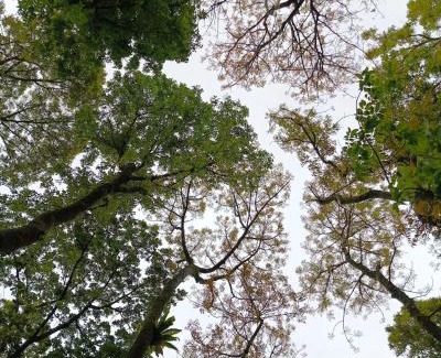 Real Other | Josiah Tree House Camp Mahogany Llavac Quezon