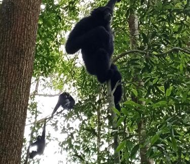 Bukit Lawang Apartment | Jungle house and treking