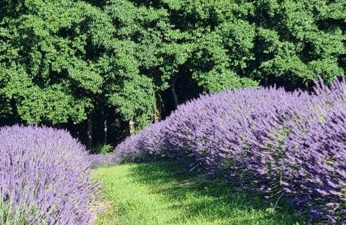 Duvauchelle House | Kūkupa Matairangi at Akaroa Lavender