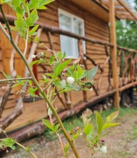 Gorbea House | Karu-Terra cabin