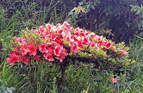 Kurseong House | KaSangla Homestay