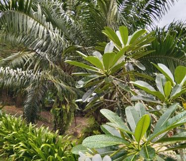 Khlong Sok Hotel | Khao Sok River & Jungle Resort