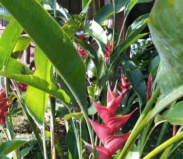 Khlong Sok Hotel | Khao Sok River & Jungle Resort