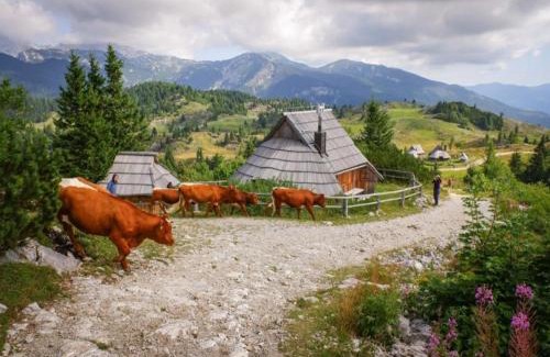 Kamnik Ski Chalet | Koča Velika Planina - Chalet Kamrica