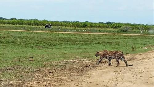 Pottuvil Division 2 Other | Kumana national park