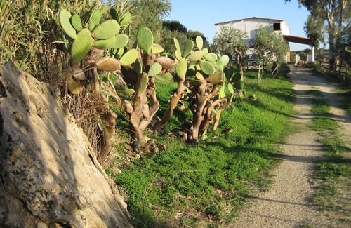 Ribera Villa | L Agave e la Palma Nana
