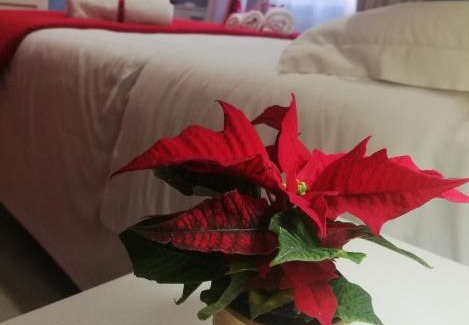 Caserta Bed & Breakfast | L' albero di giada