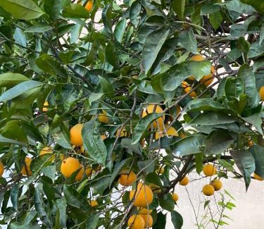 San Nicolo d'Arcidano Bed & Breakfast | L'INCOGNITA