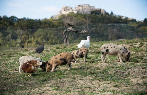Marciano House | La Fattoria delle Coccinelle