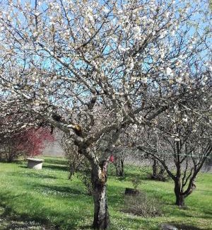 Saint-Medard-de-Guizieres Bed & Breakfast | La Maison d'Alienor