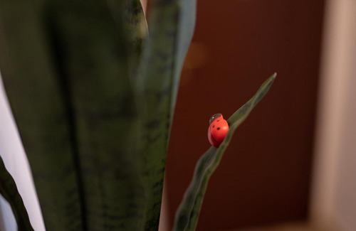 Bra House | La nuova Coccinella