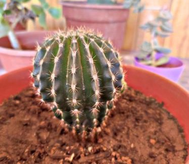 San Pedro de Atacama House | La Tribu del Indio