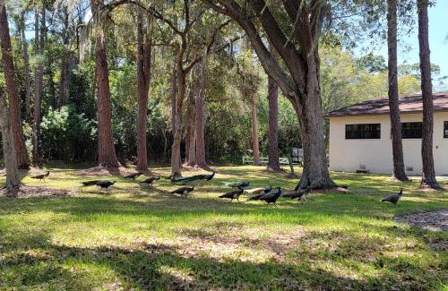 Seminole House | Largo Home and Outdoor Oasis The Peacock Farm