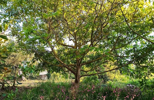 Alghero House | Las Abellas House surrounded by greenery, 5 minutes from the beach and the city.