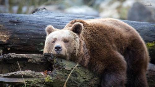 Jezerce House | Lazy Bear