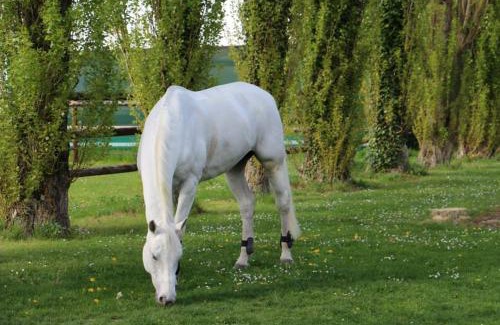 Saint-Martin-en-Biere House | Le domaine de barbizon