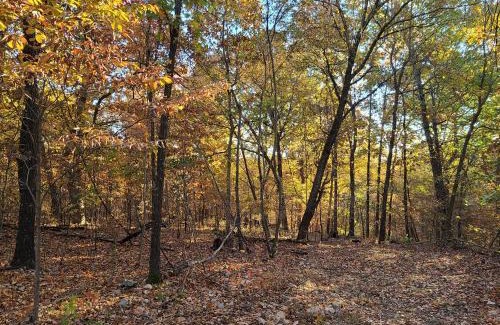 Jay Other | Leaning Tree Woods