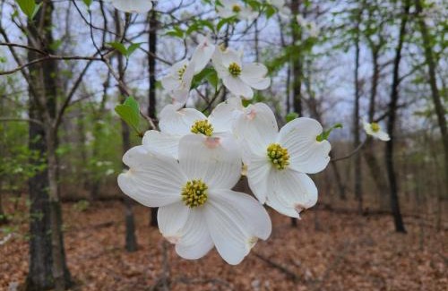 Jay Other | Leaning Tree Woods
