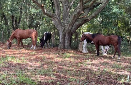 Ocala House | Lemonade Acres, Where Horses Stay for Free!