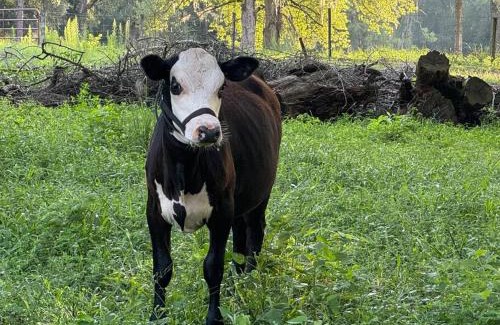 Ocala House | Lemonade Acres, Where Horses Stay for Free!