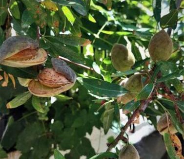 Kanoni Apartment | Les Amandiers The almond trees by CorfuEscapes