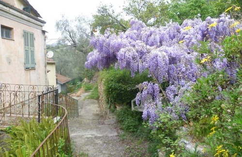 Artallo House | Ligurian rustico, surrounded by olive groves, 10 minutes from the sea.