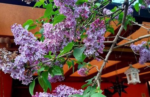Montesicuro Bed & Breakfast | Lillac Cottage